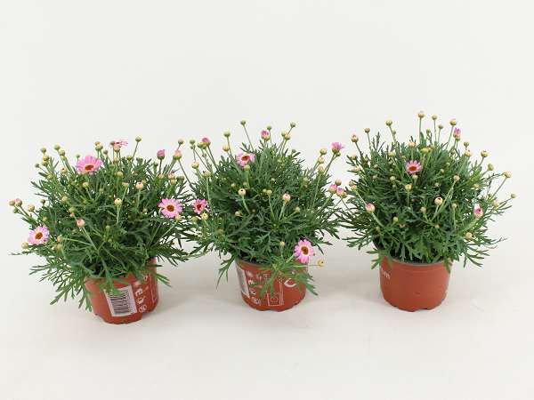 Picture of Argyranthemum frutescens pink