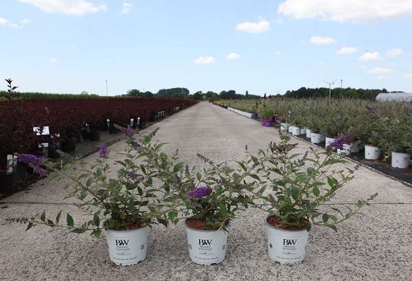 Picture of BUDDLEJA DAVIDII BLUE CHIP