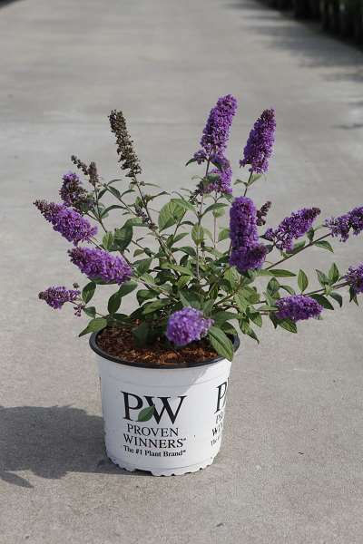 Picture of BUDDLEJA DAVIDII BLUE CHIP