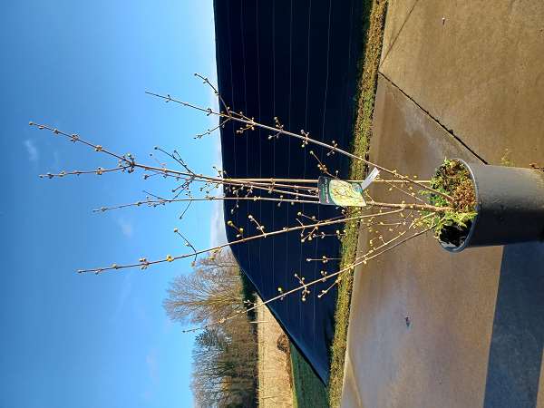 Picture of CORNUS OFFICINALIS ROBIN'S PRIDE