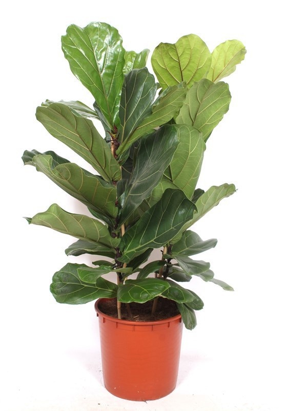 Picture of Ficus lyrata 03pp