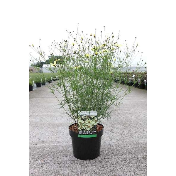 Picture of Coreopsis verticillata moonbeam