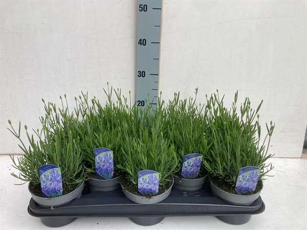 Picture of Lavandula angustifolia hidcote