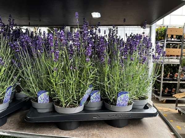 Picture of LAVANDULA ANGUSTIFOLIA HIDCOTE