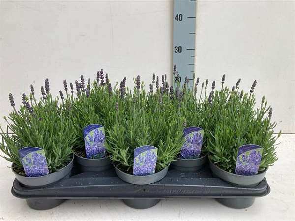 Picture of LAVANDULA ANGUSTIFOLIA HIDCOTE