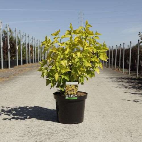 Picture of PHYSOCARPUS OPULIFOLIUS ANGEL GOLD