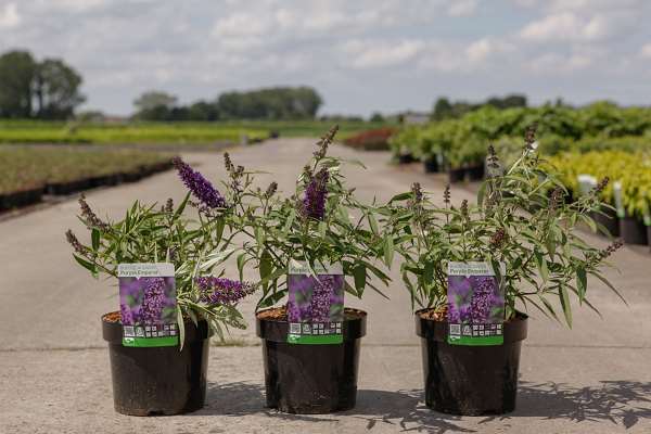 Picture of BUDDLEJA DAVIDII PURPLE EMPEROR