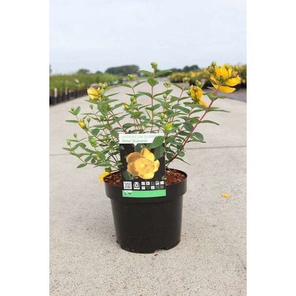 Picture of HYPERICUM DUMMERI PETER DUMMER