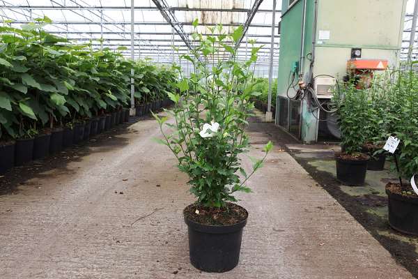 Picture of HIBISCUS SYRIACUS WHITE CHIFFON