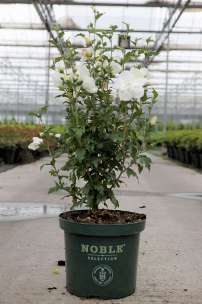 Picture of HIBISCUS SYRIACUS WHITE CHIFFON