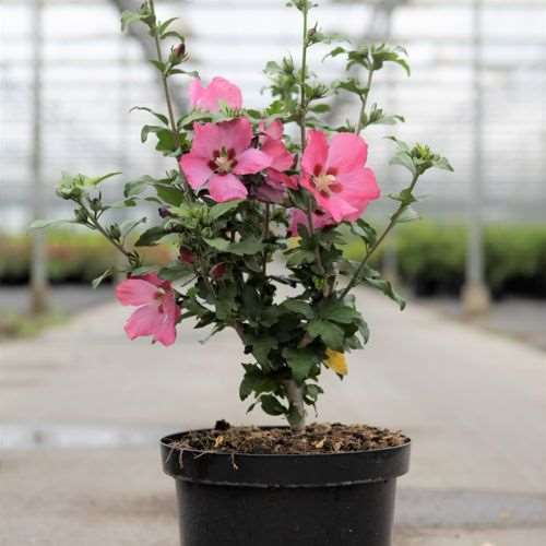 Picture of HIBISCUS SYRIACUS WOODBRIDGE