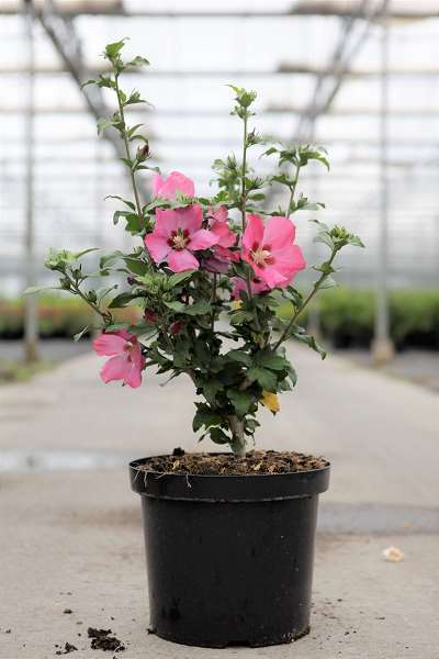 Picture of HIBISCUS SYRIACUS WOODBRIDGE