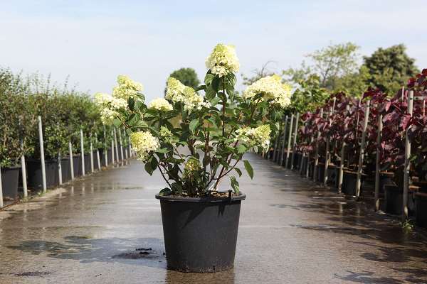Picture of Hydrangea pan  silver dollar