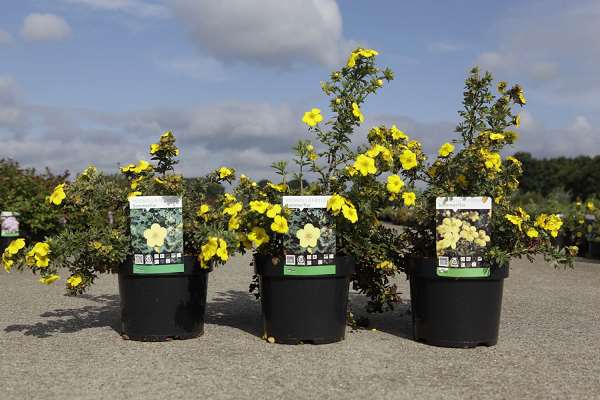 Picture of POTENTILLA FRUTICOSA SOMMERFLOR