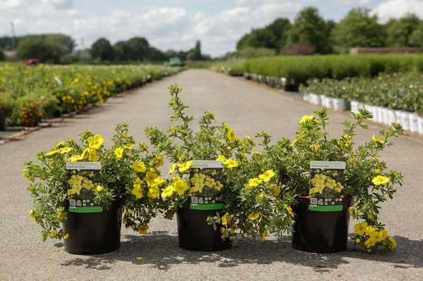 Picture of POTENTILLA FRUTICOSA SOMMERFLOR