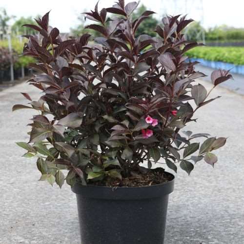 Picture of WEIGELA FLORIDA ALEXANDRA