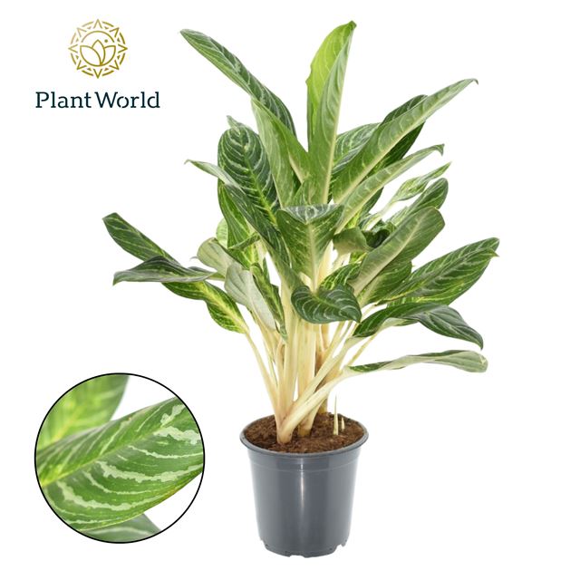 Picture of Aglaonema keylime