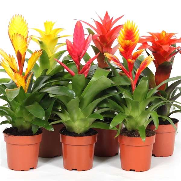 Picture of BROMELIA MIX