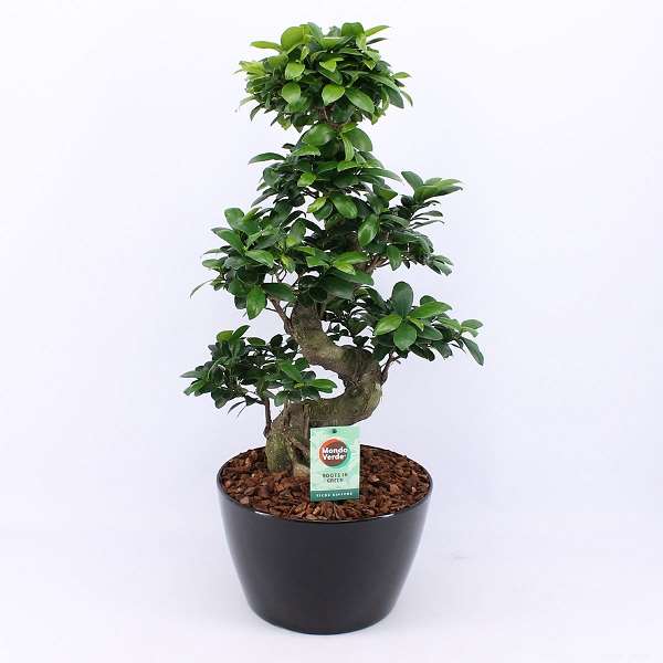Picture of FICUS MICROCARPA GINSENG S-TYPE IN BLACK CERAMIC