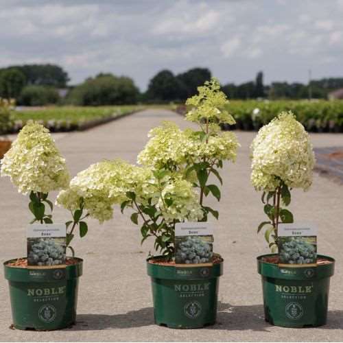 Picture of HYDRANGEA PANICULATA BOBO