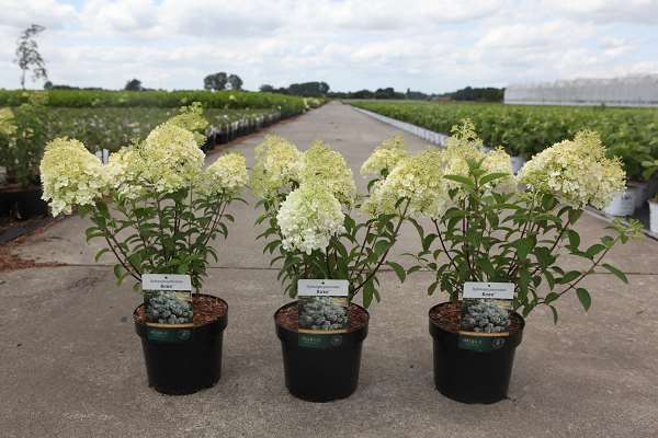 Picture of HYDRANGEA PANICULATA BOBO