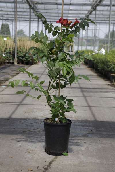 Picture of CAMPSIS RADICANS STROMBOLI