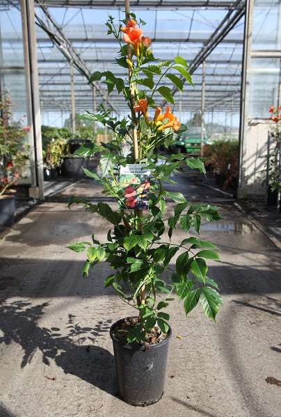 Picture of CAMPSIS TAGLIABUANA INDIAN SUMMER