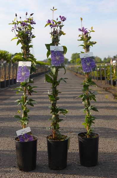 Picture of CLEMATIS ARABELLA