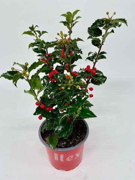 Picture of ILEX MESERVEAE BLUE PRINCESS