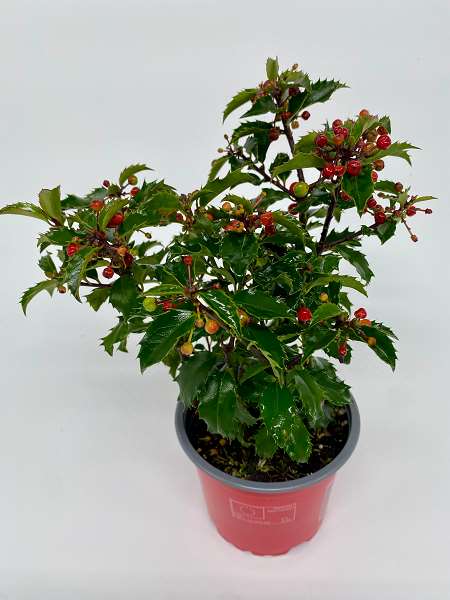 Picture of ILEX MESERVEAE BLUE PRINCESS