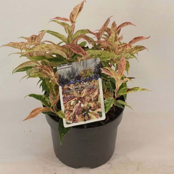 Picture of LEUCOTHOE FONTANESIANA RAINBOW