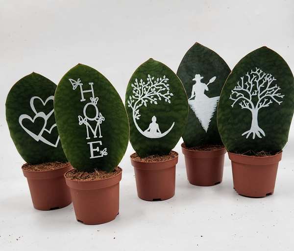 Picture of SANSEVIERIA WHALE FIN PAINTED