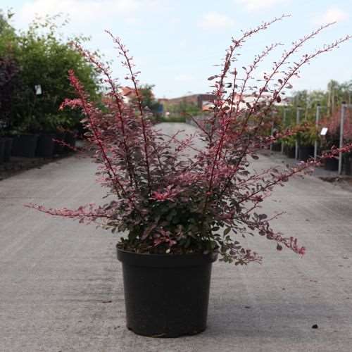 Picture of Berberis thunbergii rose glow