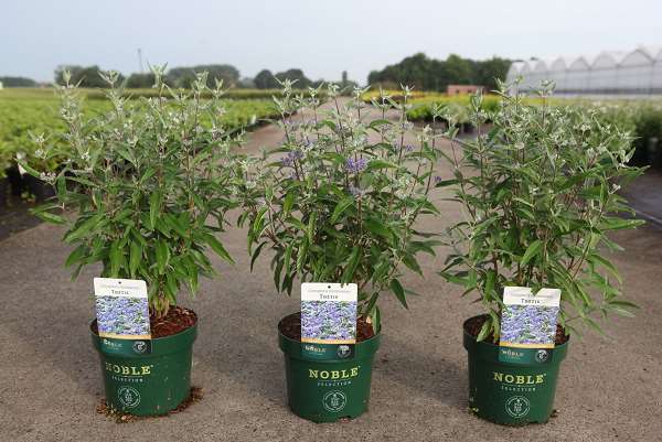 Picture of CARYOPTERIS CLANDONENSIS THETIS