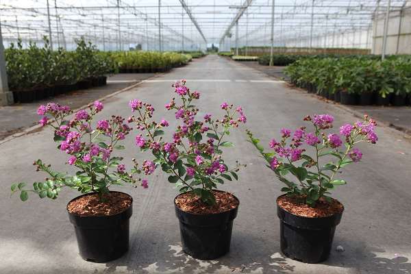 Picture of Lagerstroemia indica violet d'ete