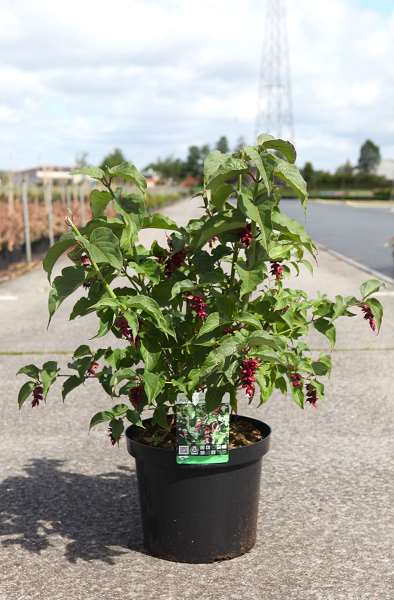 Picture of Leycesteria formosa purple rain