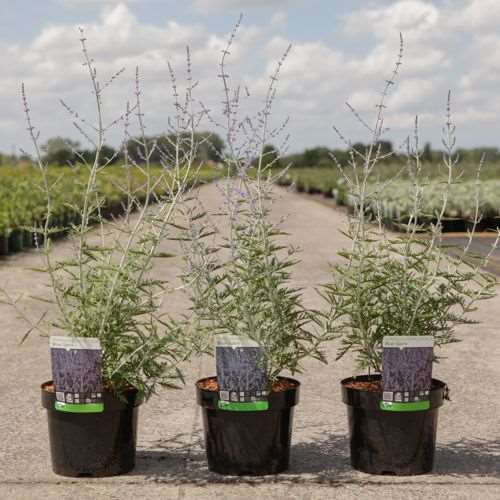 Picture of PEROVSKIA ATRIPLICIFOLIA BLUE SPIRE
