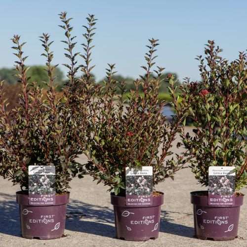 Picture of Physocarpus opulif  little devil