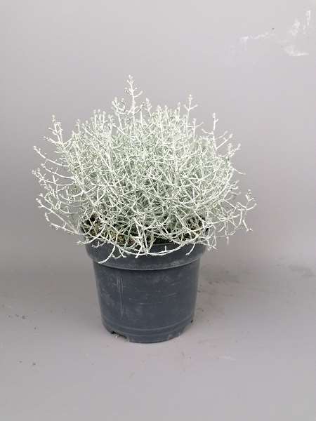 Picture of CALOCEPHALUS BROWNII