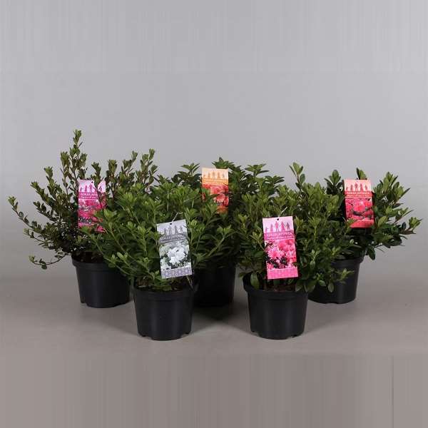 Picture of Rhododendron japonica (azalea) mix