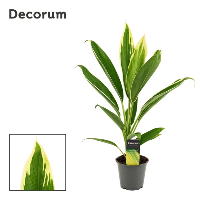 Picture of CORDYLINE FRUTICOSA CONGA