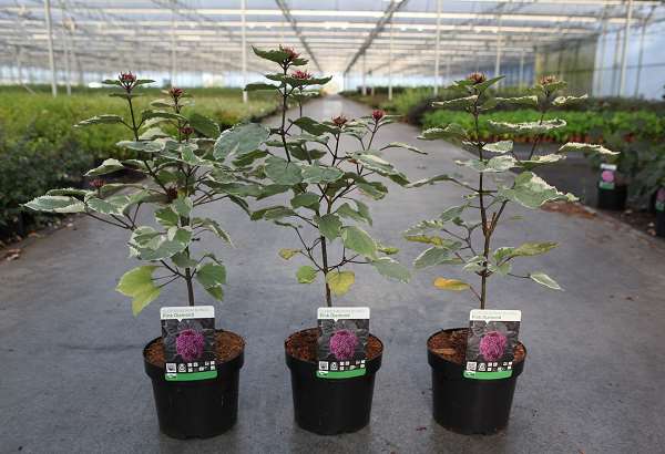 Picture of CLERODENDRUM BUNGEI PINK DIAMOND