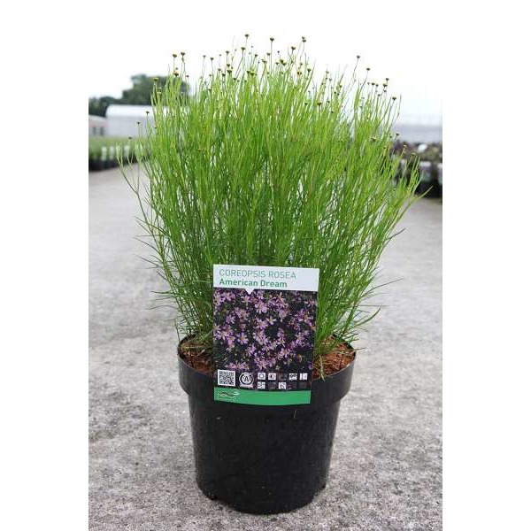 Picture of Coreopsis rosea american dream