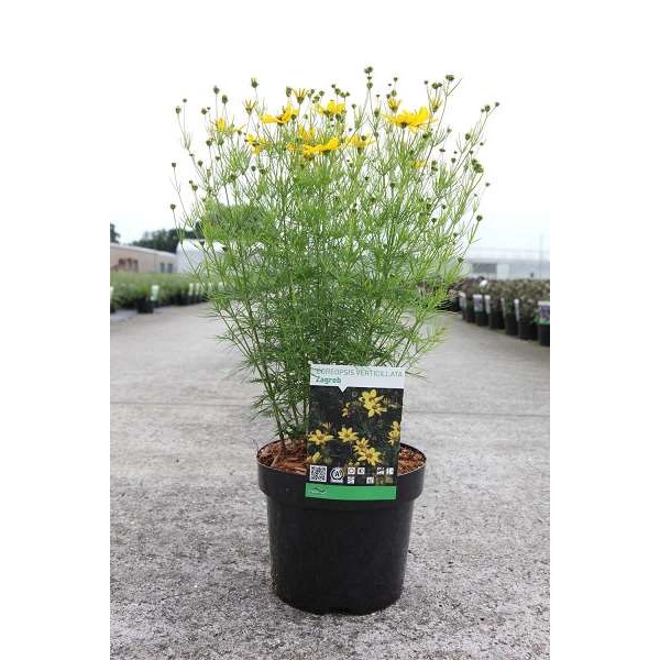 Picture of Coreopsis verticillata zagreb