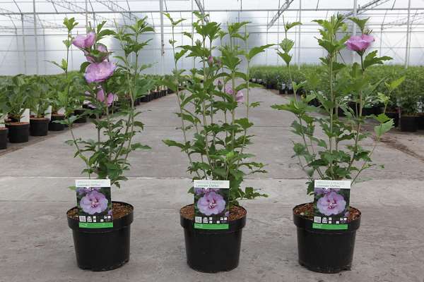 Picture of HIBISCUS SYRIACUS LAVENDER CHIFFON