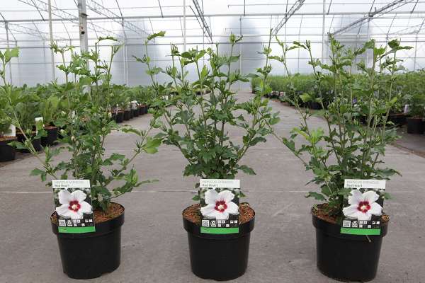 Picture of HIBISCUS SYRIACUS RED HEART