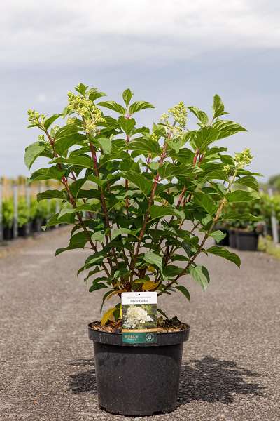 Picture of HYDRANGEA PANICULATA SILVER DOLLAR