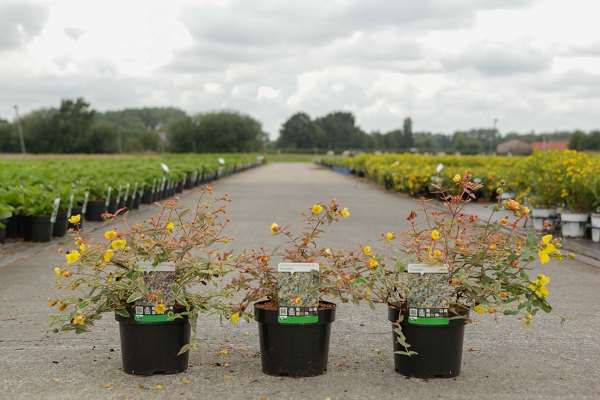 Picture of HYPERICUM MOSERIANUM TRICOLOR