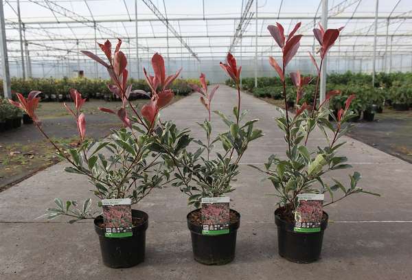 Picture of PHOTINIA FRASERI PINK MARBLE