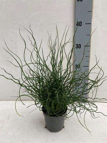 Picture of JUNCUS EFFUSUS SPIRALIS